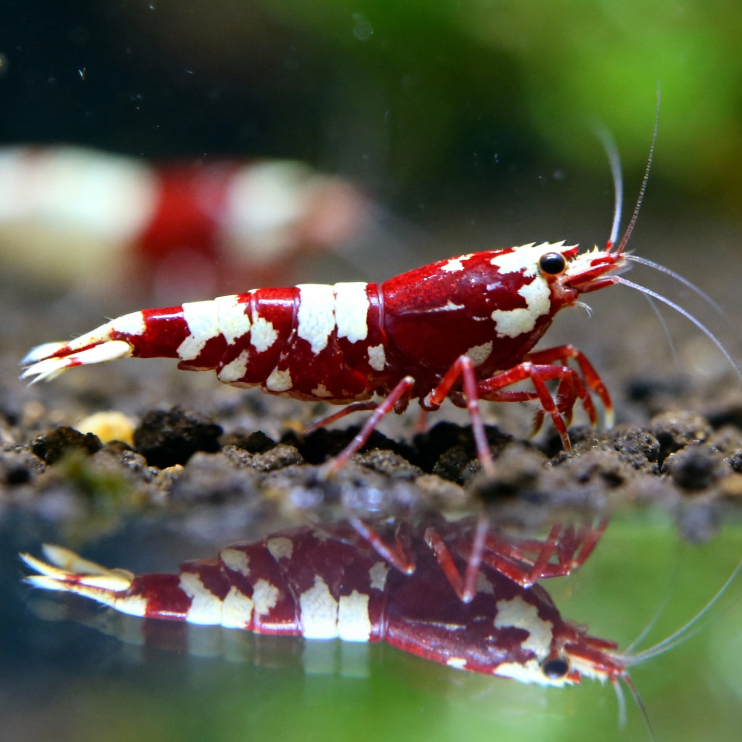Red Wine Pandas - Caridina